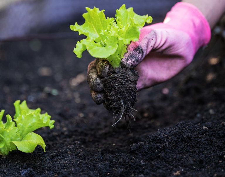 Calendrier de semis et plantations des légumes