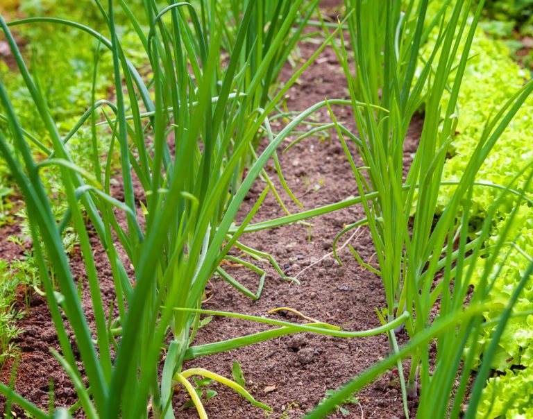 Association potager : Les bonnes associations de légumes au jardin potager